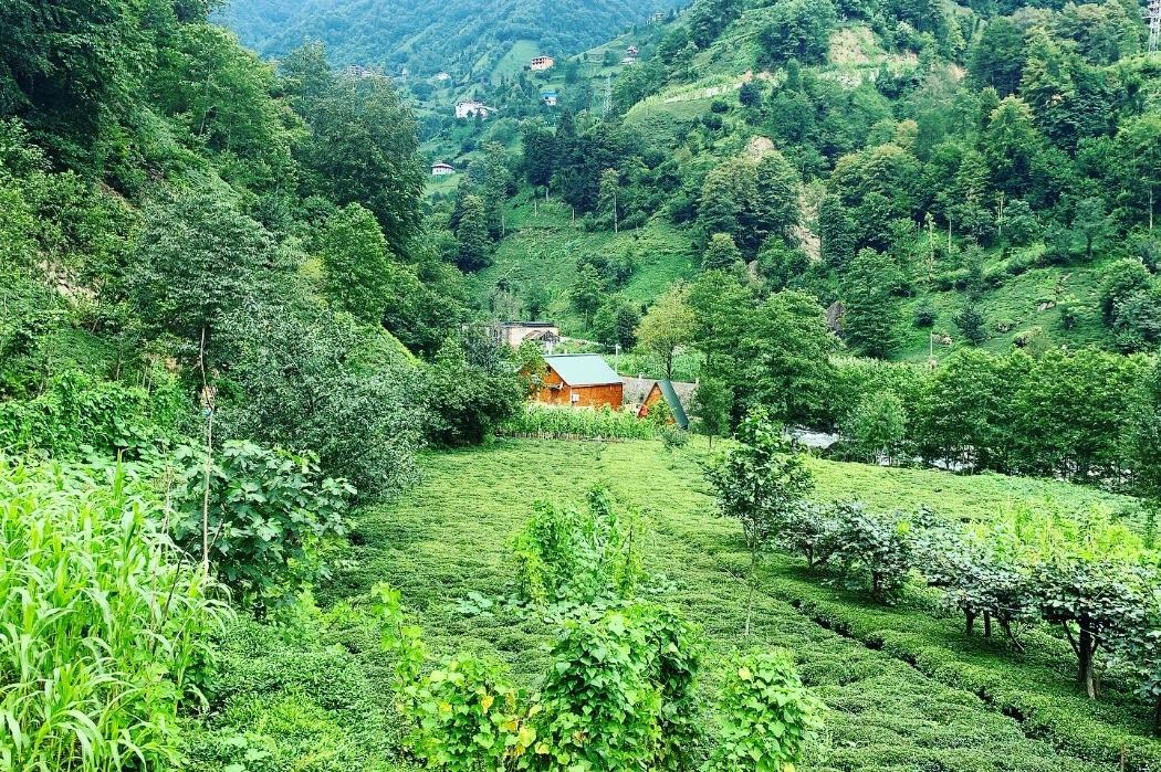 Rize Serenity Bungalov