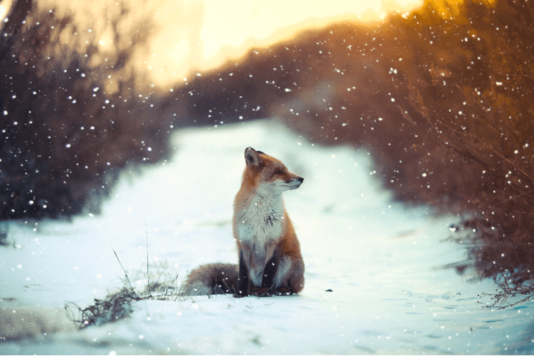 Black Eagle - Quickpax Deneme