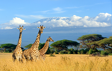 Premium Kenya’da Safari Turu 26 Haziran - 01 Temmuz 2023