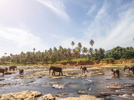 Sri Lanka Turu