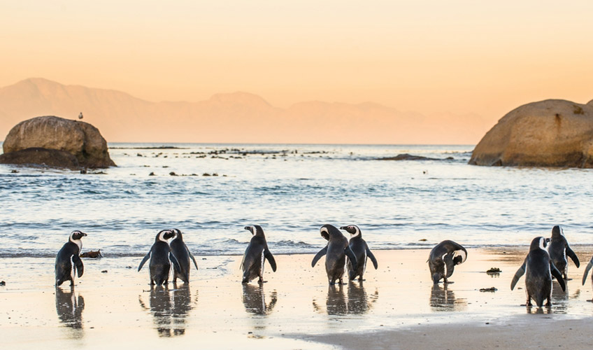 Elegant Güney Afrika’da 4 Ülke Victoria Şelalesi Turu - Ekstra Turlar Dahil-18