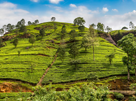 Elegant Sri Lanka Turu - Ekstra Turlar Dahil 17 Mart - 24 Mart 2026