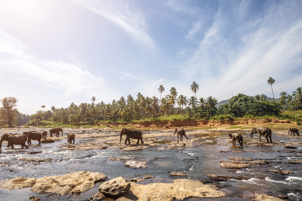 Elegant Sri Lanka Turu - Ekstra Turlar Dahil-3