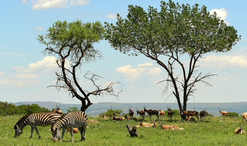 Güney Afrika Safari Turu-2