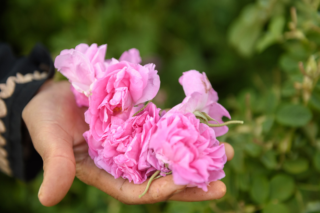 Isparta Gül Hasadı Ve Salda Gölü Turu-10