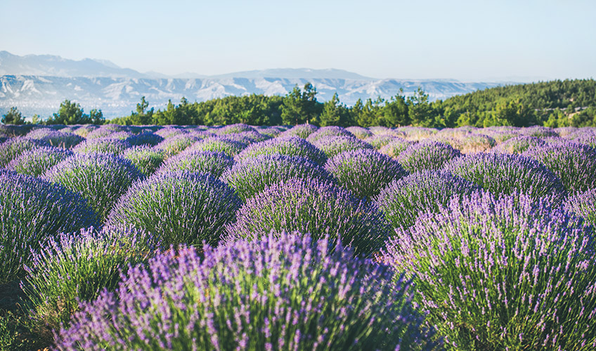 Isparta Gül Hasadı Ve Salda Gölü Turu-11
