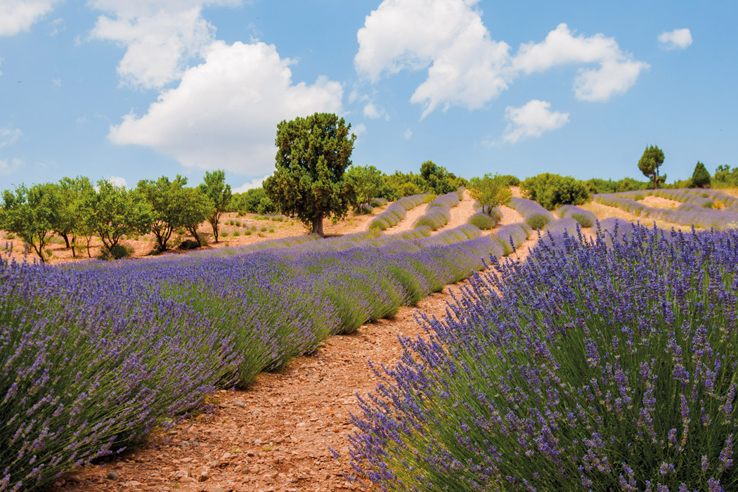 Isparta Gül Hasadı - Salda Gölü Ve Pamukkale - Çeşme - Alaçatı Turu-8