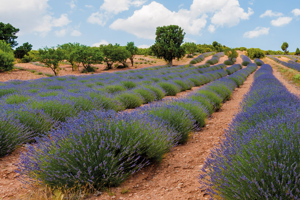 Isparta Gül Hasadı - Salda Gölü Ve Pamukkale - Çeşme - Alaçatı Turu-10