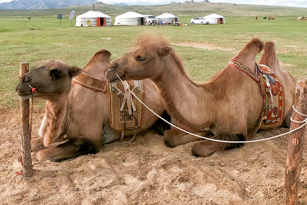 Moğolistan Turu-6