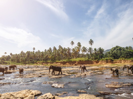 Sri Lanka Turu 07 Kasım - 15 Kasım 2025