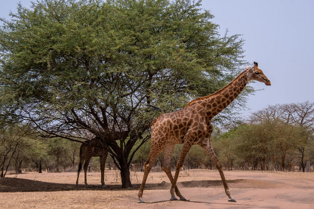 Batı Afrika’nın İncileri Senegal - Cape Verde Turu-3 Batı Afrika’nın İncileri Senegal - Cape Verde Turu-3