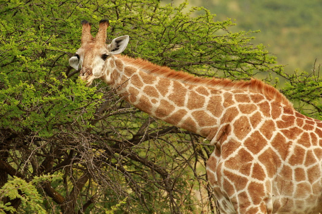 Büyük Afrika Turu-6 Büyük Afrika Turu-6
