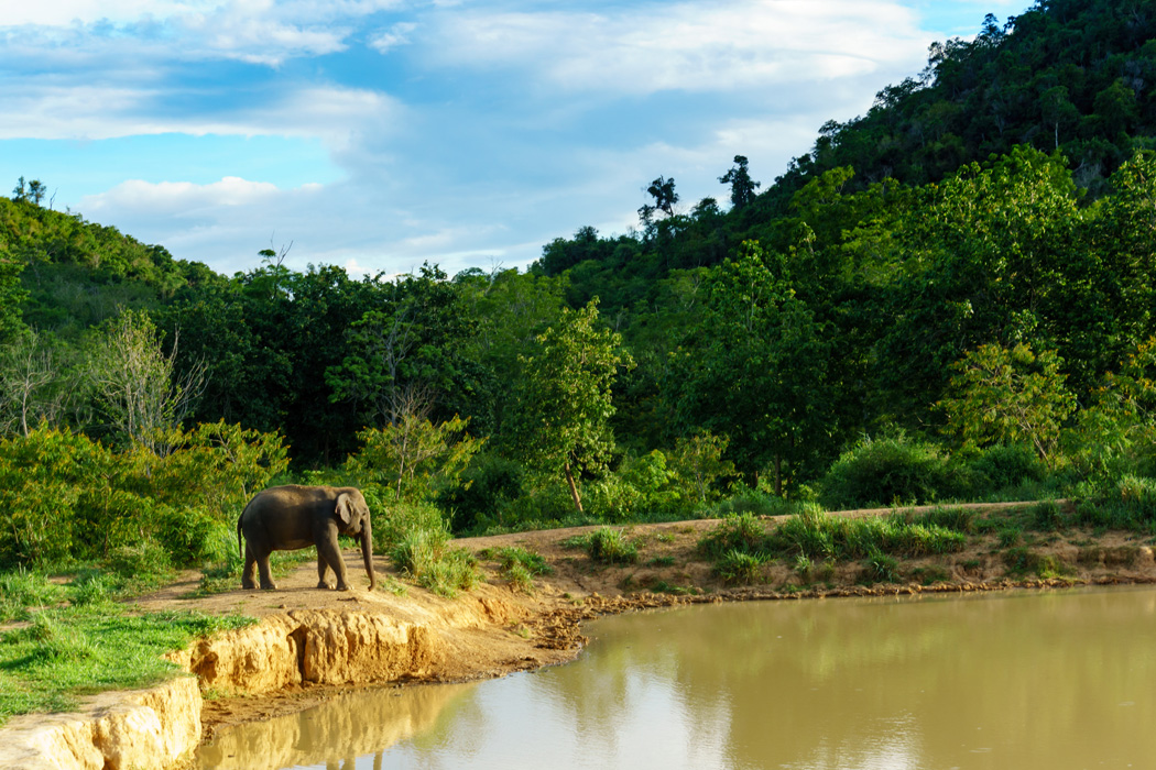 Elegant Sri Lanka Turu - Ekstra Turlar Dahil!-6