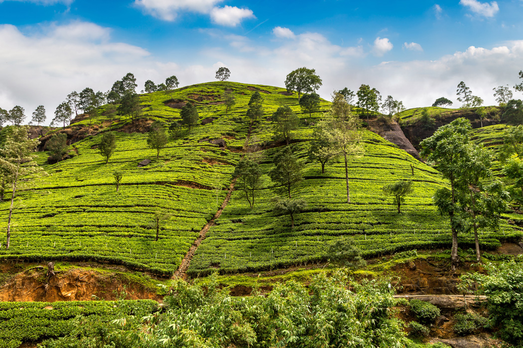 Elegant Sri Lanka Turu - Ekstra Turlar Dahil!-13