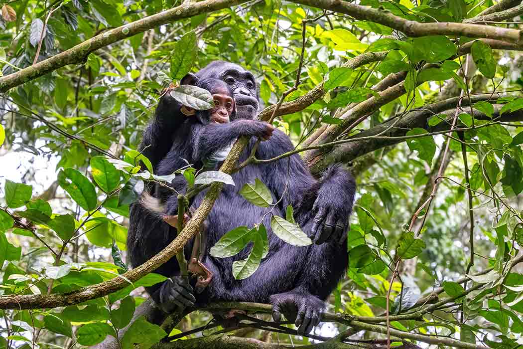 Elegant Uganda Turu - Tüm Yemekler Dahil! Tüm Çevre Gezileri Ve Turlar Dahil!-4 Elegant Uganda Turu - Tüm Yemekler Dahil! Tüm Çevre Gezileri Ve Turlar Dahil!-4