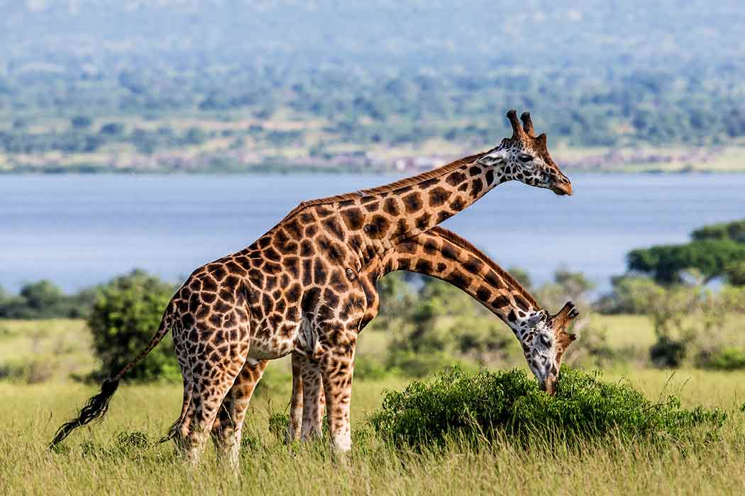 Elegant Uganda Turu - Tüm Yemekler Dahil! Tüm Çevre Gezileri Ve Turlar Dahil!-6 Elegant Uganda Turu - Tüm Yemekler Dahil! Tüm Çevre Gezileri Ve Turlar Dahil!-6