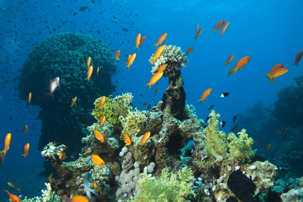 Ankara Çıkışlı Sharm El Sheikh Turu - Kahire Şehir Gezisi Dahil - 6 Gece-5 Ankara Çıkışlı Sharm El Sheikh Turu - Kahire Şehir Gezisi Dahil - 6 Gece-5