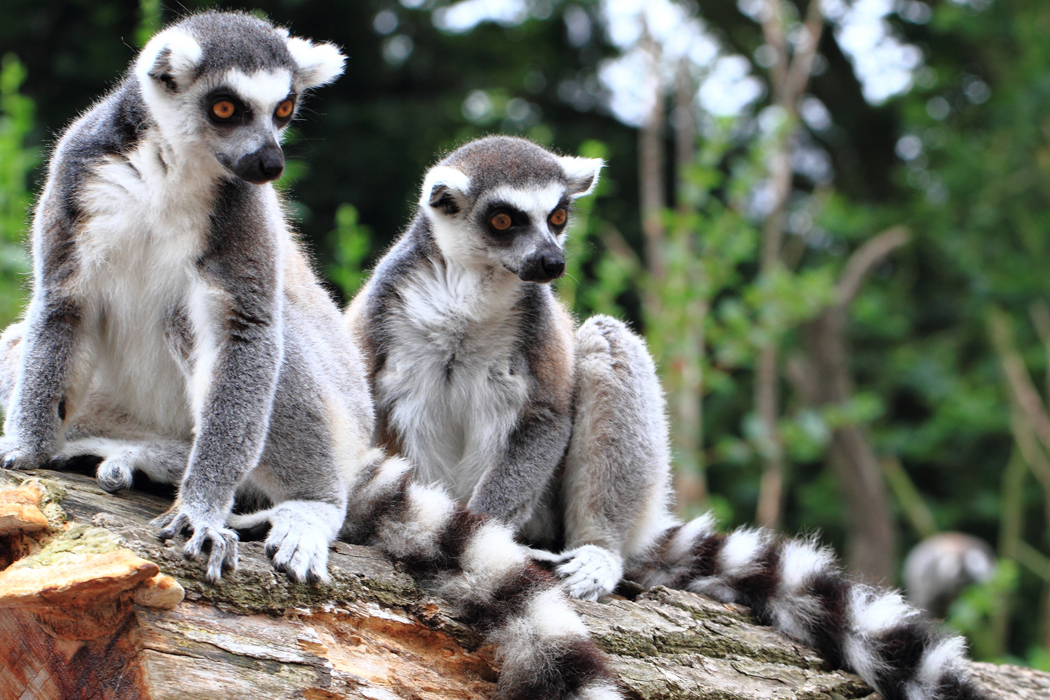 Madagaskar - Seyşeller Turu-3