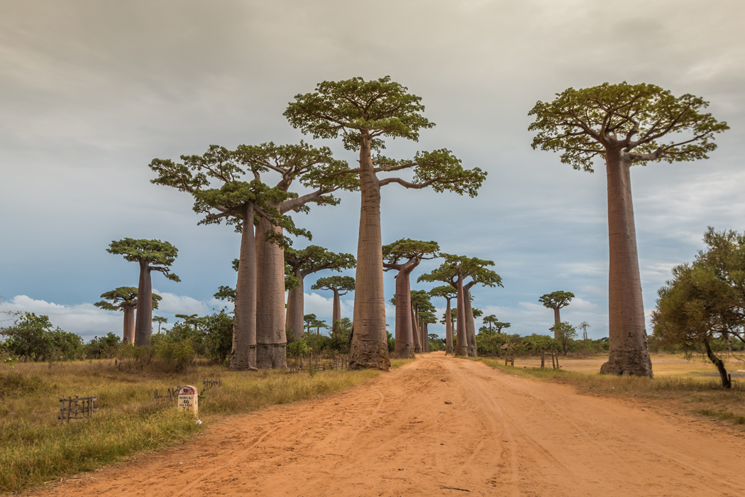 Madagaskar - Seyşeller Turu-6