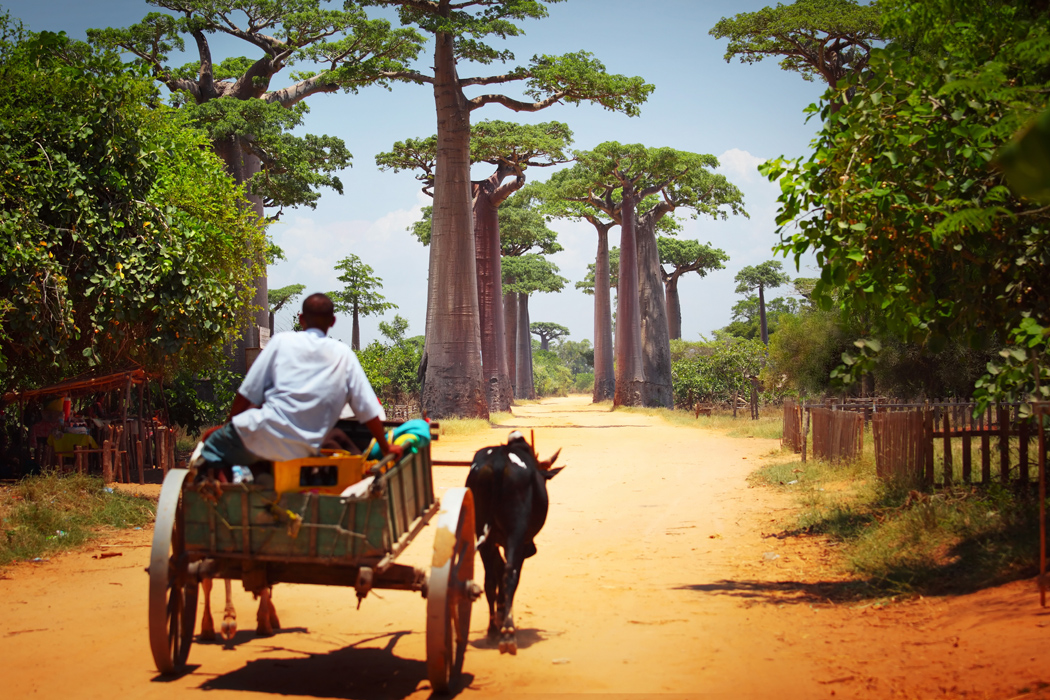 Madagaskar - Seyşeller Turu-7