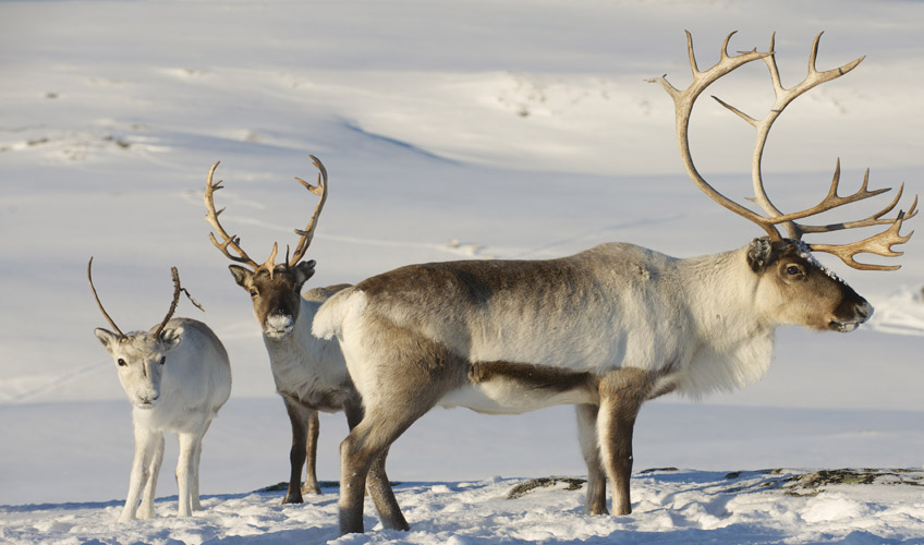 İzmir Çıkışlı Büyüleyici Kuzey Işıkları - Lapland Turu-14 İzmir Çıkışlı Büyüleyici Kuzey Işıkları - Lapland Turu-14