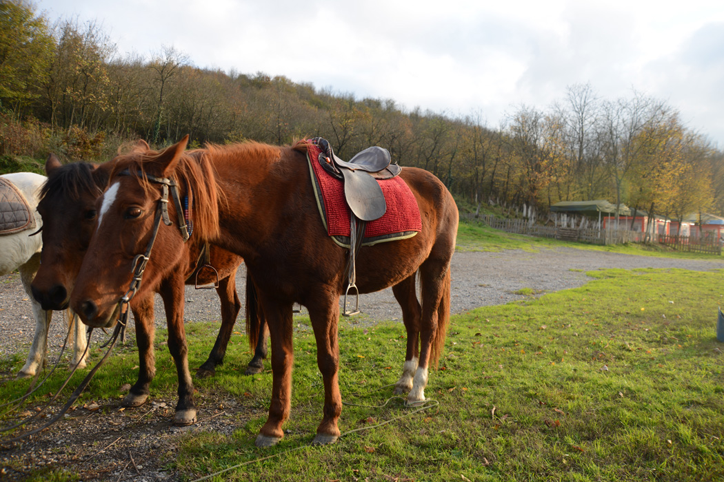 Sömestir Özel Günübirlik Şile - Ağva - Polonezköy Turu-6