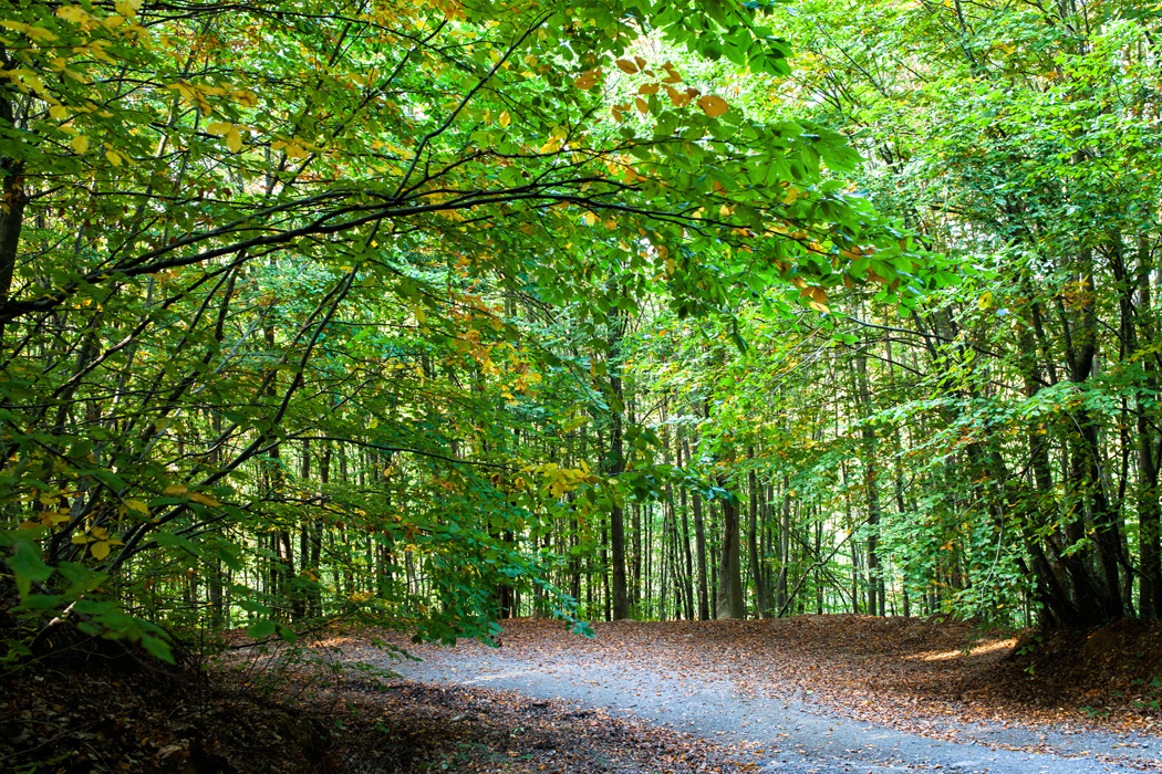 Sömestir Özel Günübirlik Şile - Ağva - Polonezköy Turu-8