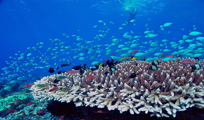 Turkuazın Görkemli Büyüsü Maldivler Turu-6
