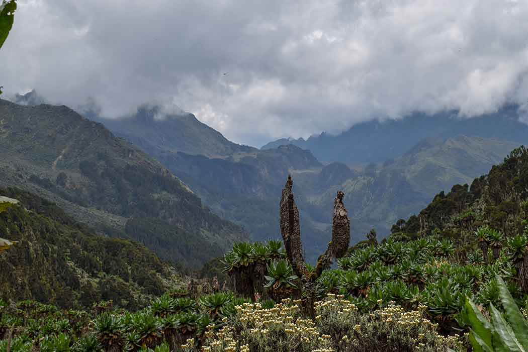 Afrika’nın Kalbinde Gümüş Sırtlı Gorillerin İzinde Ruanda - Uganda Turu-4