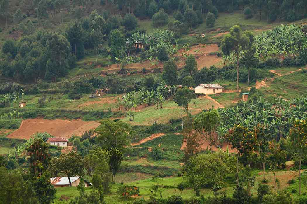 Afrika’nın Kalbinde Gümüş Sırtlı Gorillerin İzinde Ruanda - Uganda Turu-7