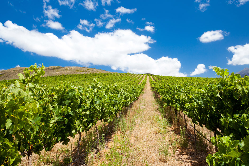 Elit Güney Afrika Turu - Ekstra Turlar Dahil!-11