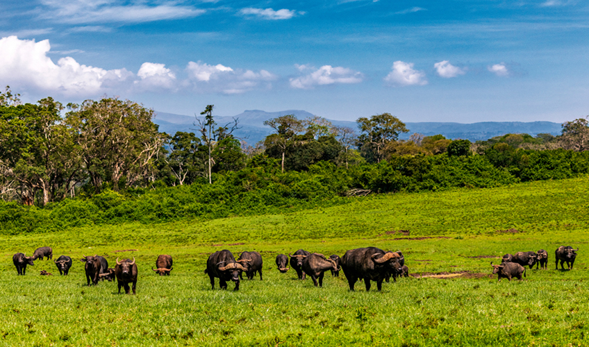 Elegant Kenya Büyük Göç Turu - Ekstra Turlar Dahil!-13