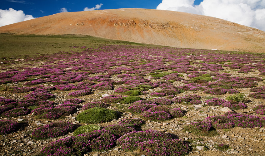 Ankara Çıkışlı Uçaklı Adana Portakal Çiçeği Festivali Turu-7