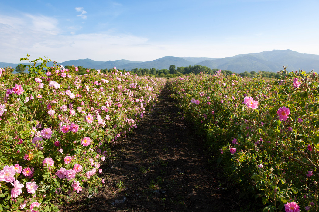 1 Mayıs Özel Isparta Gül Hasadı Ve Salda Gölü Turu-3