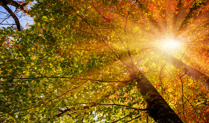 Ramazan Bayramı Özel İzmir Çıkışlı Batı Karadeniz - Yedigöller Turu-8