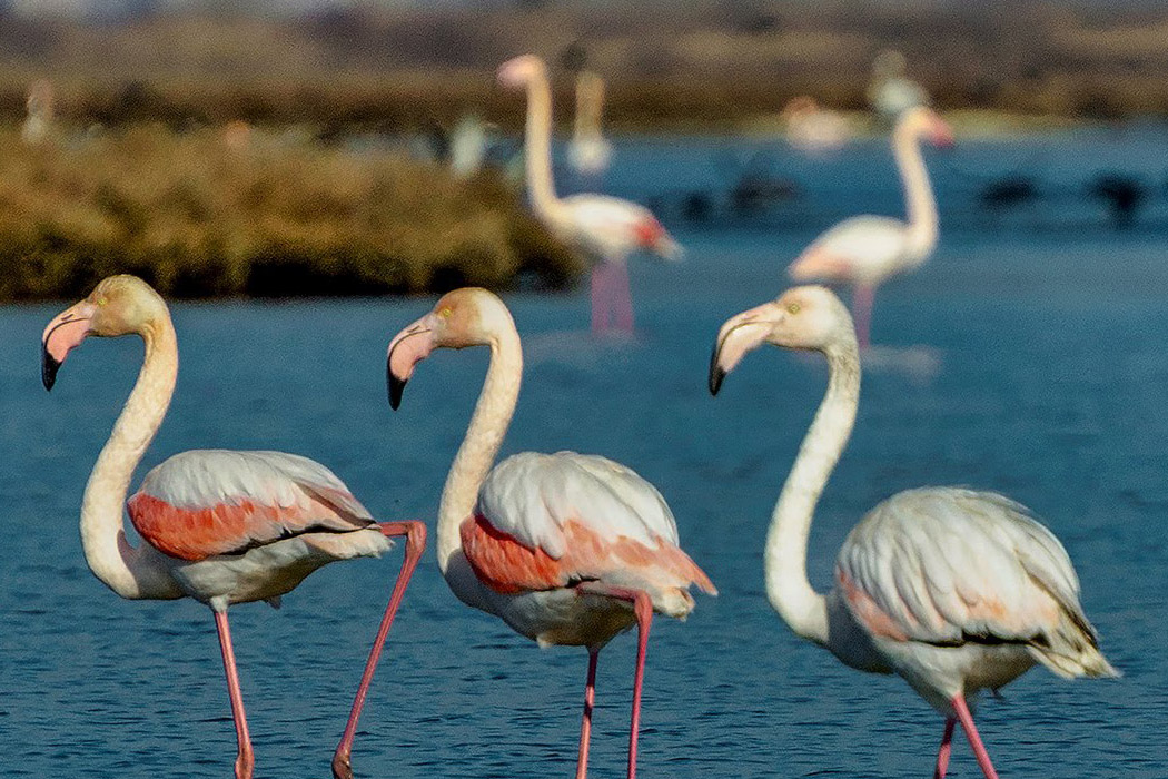 Otobüs İle Xanthı (İskeçe) Turu / Hafta Sonu Kaçamağı-9