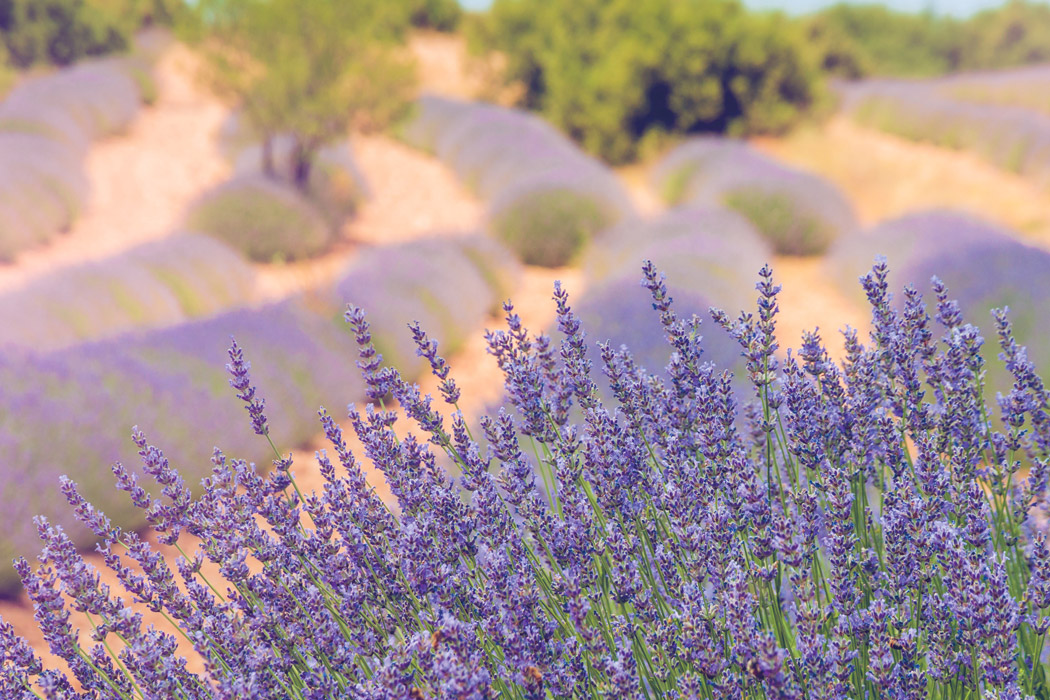 Isparta Lavanta Hasadı Ve Salda Gölü Turu-8