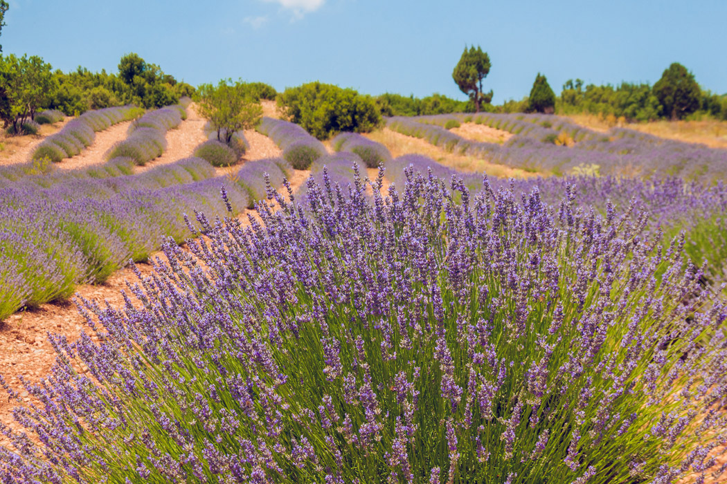 Isparta Lavanta Hasadı Ve Salda Gölü Turu-9