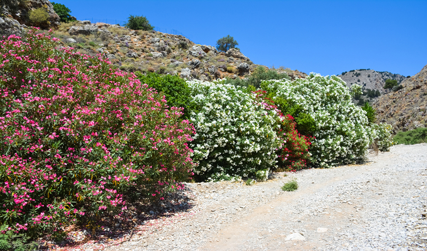 İzmir Çıkışlı Gökçeada - Bozcaada - Çanakkale Şehitlik Turu-8