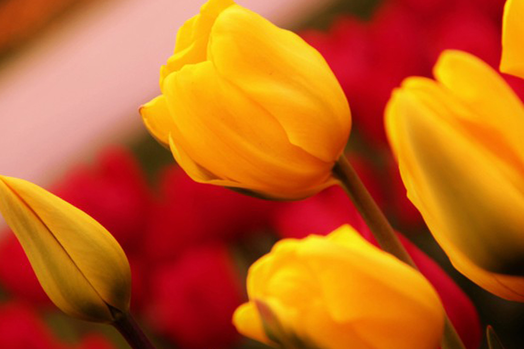 Hızlı Tren İle Konya Çatalhöyük Lale Bahçeleri Turu-5