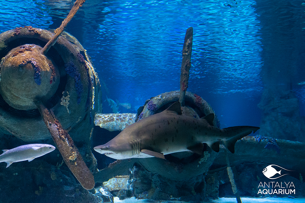 Antalya Aquarium-16