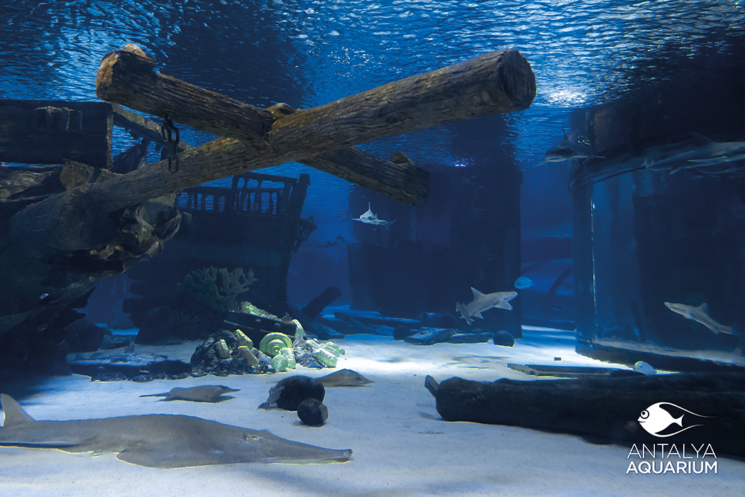 Antalya Aquarium-19