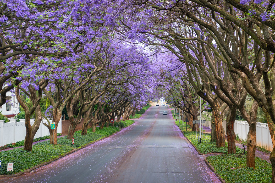 Flex Güney Afrika Turu-4