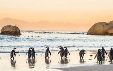 Flex Güney Afrika Ve Safari Turu - Masa Dağı Turu Dahil! 16 Haziran - 22 Haziran 2026