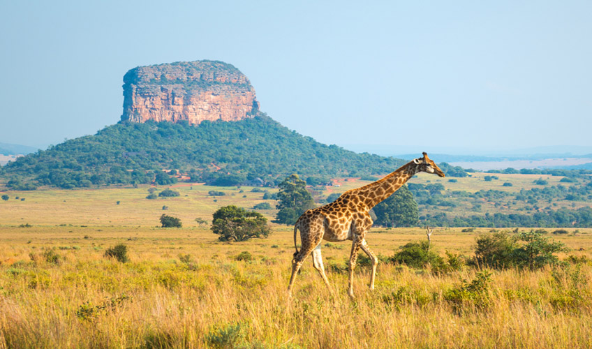 Flex Güney Afrika - Safari Turu - Masa Dağı Turu Dahil!-7