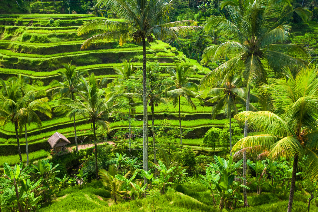 Sömestr Özel Rüya Ada Bali - Ubud Turu-3