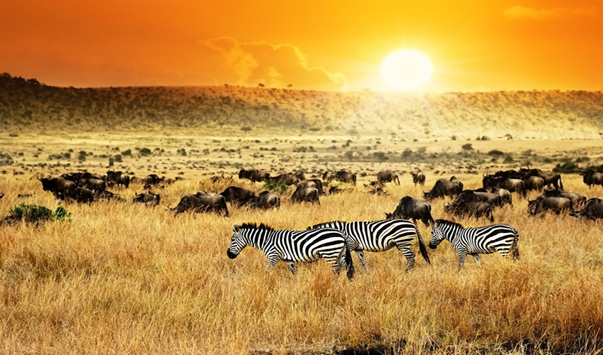 Afrika Senfonisi Kenya - Zanzibar Turu-4