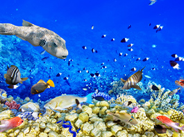 Sharm El Sheikh Turu 16 Ağustos - 22 Ağustos 2026