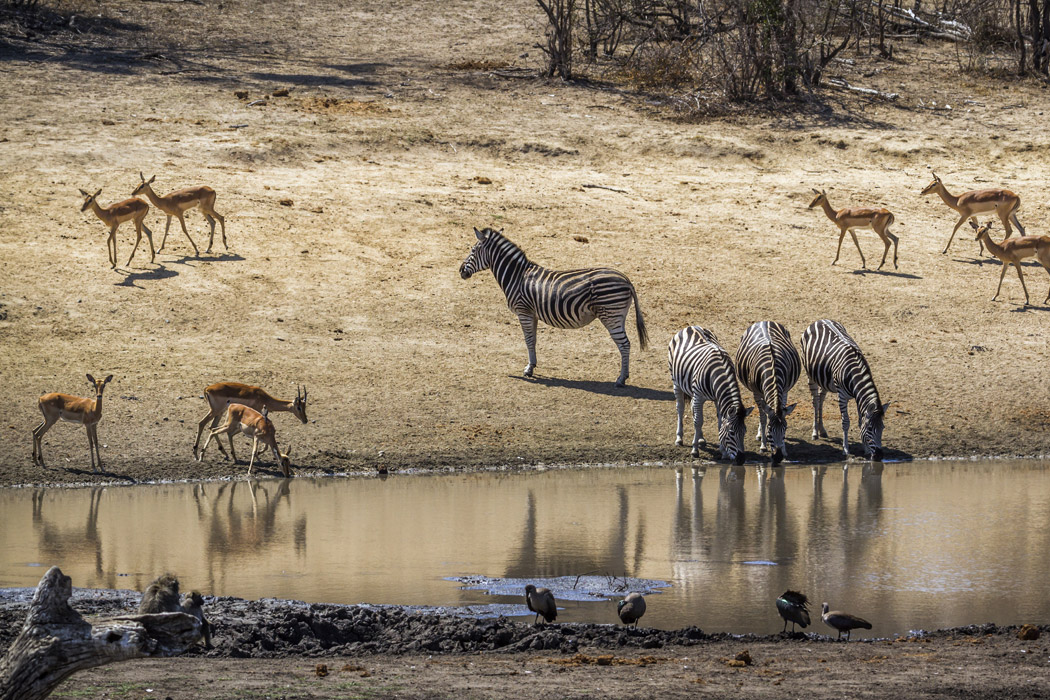 Görkemli Güney Afrika Ve Safari Turu-5