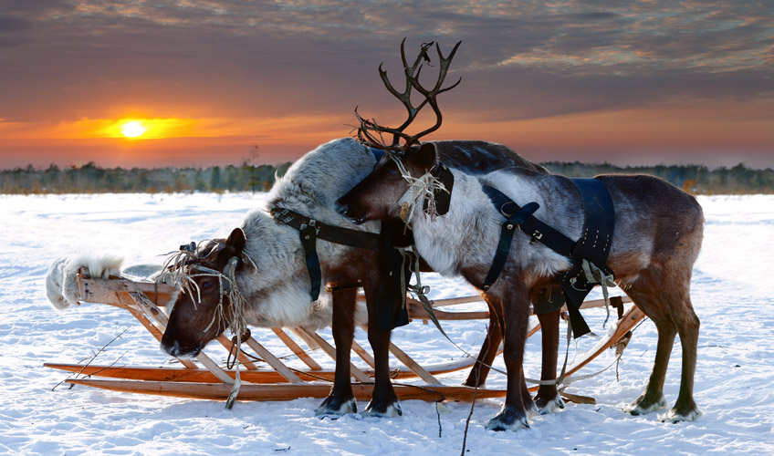 Lapland Kuzey Işıkları Özel St. Petersburg - Murmansk - Moskova Turu - Vize Ücreti Dahil!-6